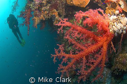 CFWA vibrant red soft coral on wall at Dahab, with diver ... by Mike Clark 